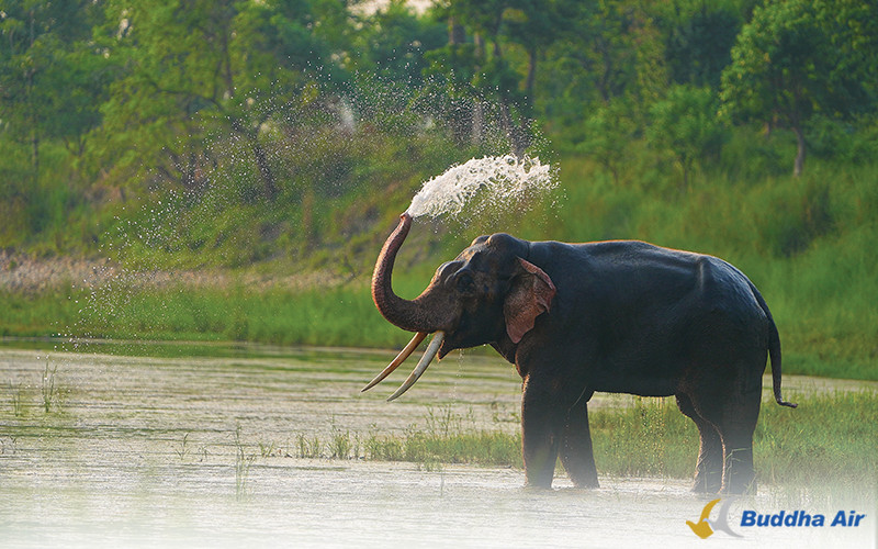 Wild Elephant in Sprinkling Water